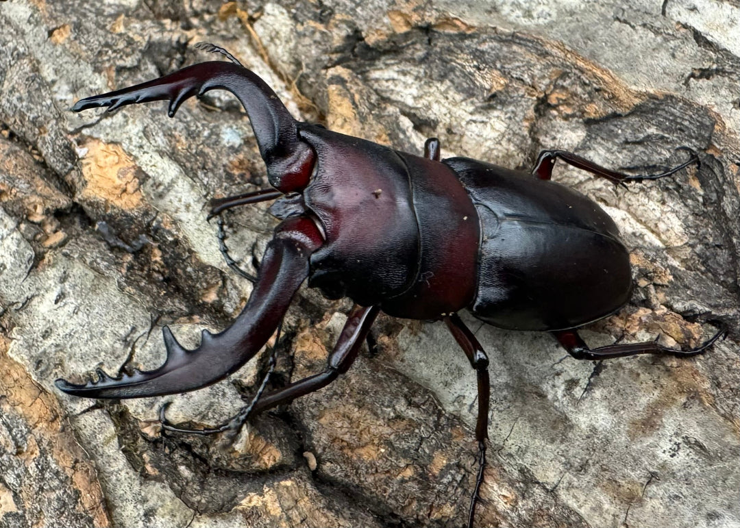 《クロシマノコギリ 63mm ♂♂♀トリオ》