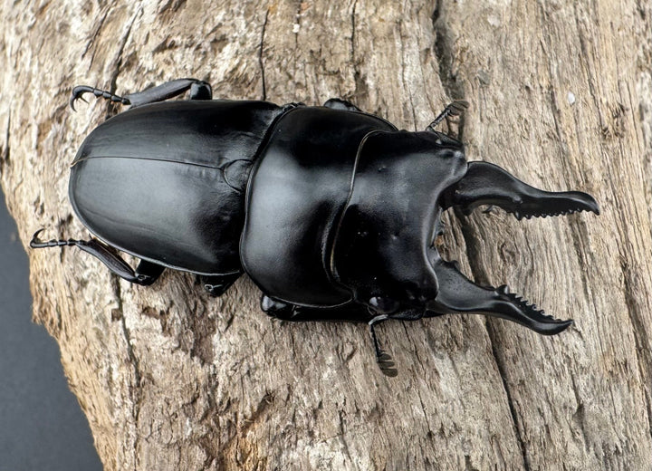 【WF3】《セリコルニスノコギリ 46.5mm ♂単》