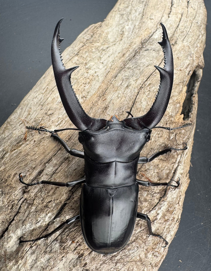 【WD】《マンディブラリスフタマタ 95mm A ’品ペア》