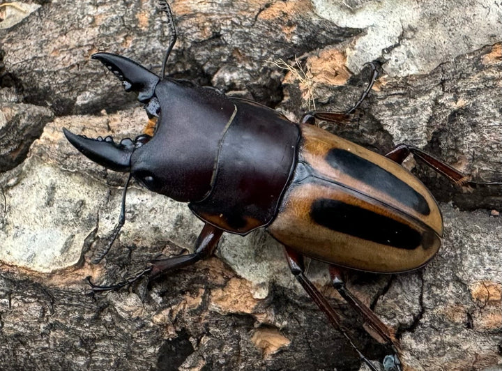 【WD】《ラテラリスノコギリ原名亜種 37mm ペア》