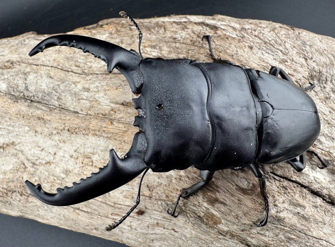 【WD】《パラワンオオヒラタ バタラザ産 92mm ペア》