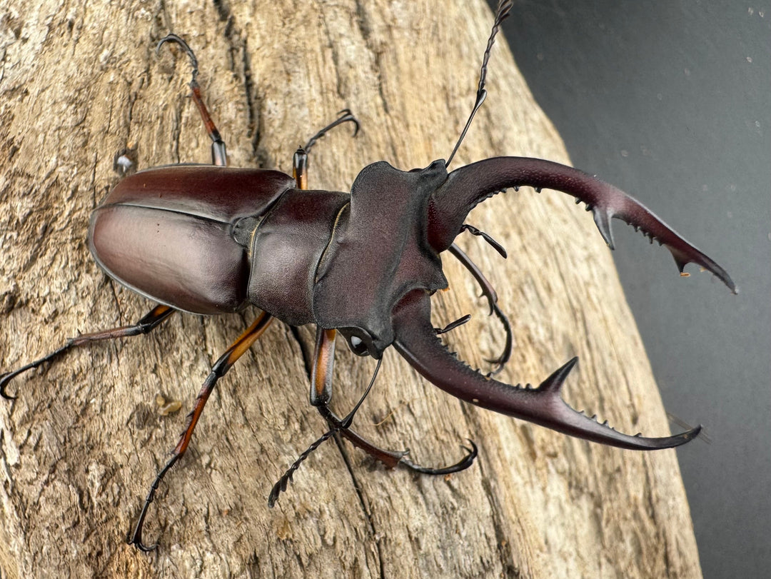 【WD】《デューベイアヌスミヤマ 58mm ペア》