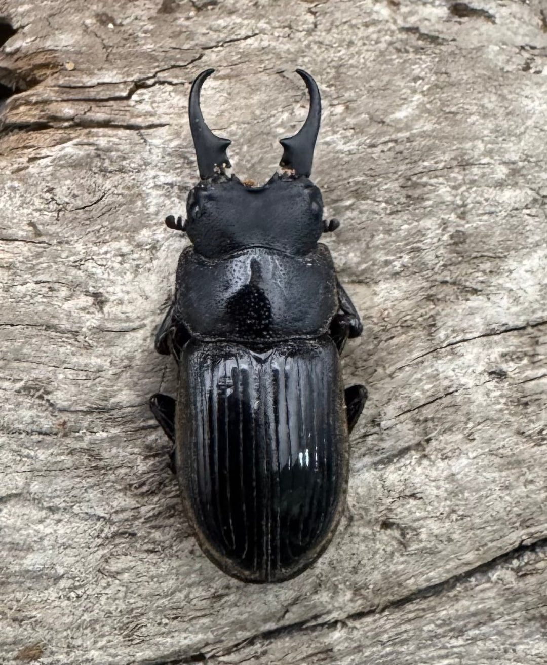 【WD】《ラムリーネブトクワガタ 19mm ペア》