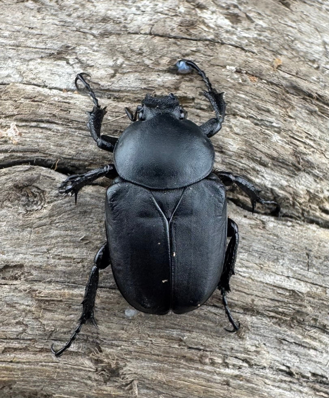 【WD】《アダムスツノハナムグリ Free ペア》②