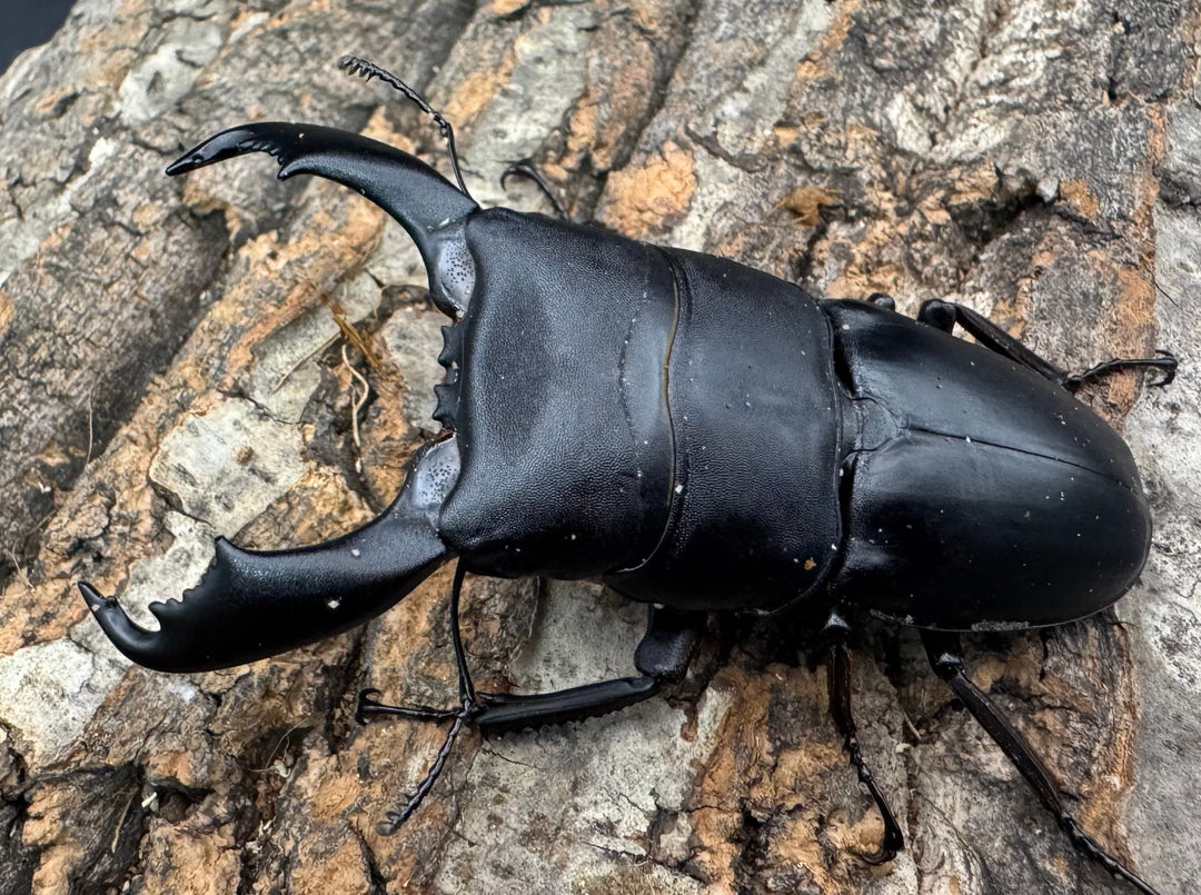 【WD】《西ペレンオオヒラタ（スラウェシオオヒラタクワガタ） 79mm ペア》