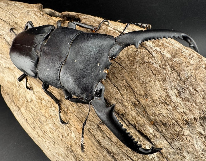 【WD】ロングホーン《パラワンオオヒラタ ガントン産 93mm ペア》