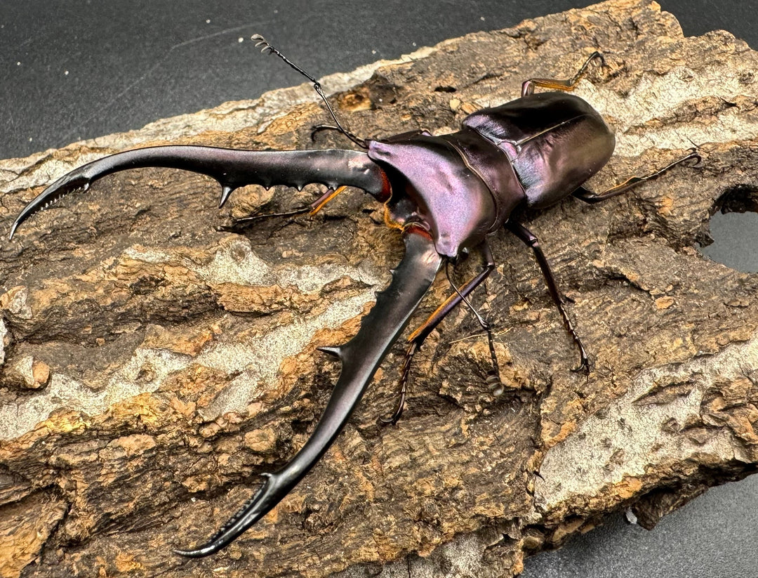 【美麗】《メタリフェルホソアカ 77mm ペア》わたくわ氏ブリード個体