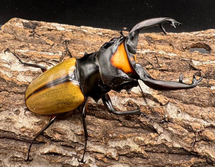 【WD】《ラコダールツヤクワガタ アチェ産 84mm ペア》