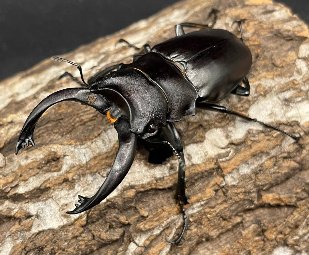 【WD】レア個体《アルケスツヤクワガタ 75mm ペア》