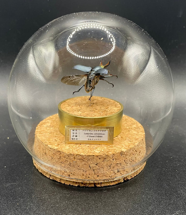 インテリア標本《パプアキンイロクワガタ♂》