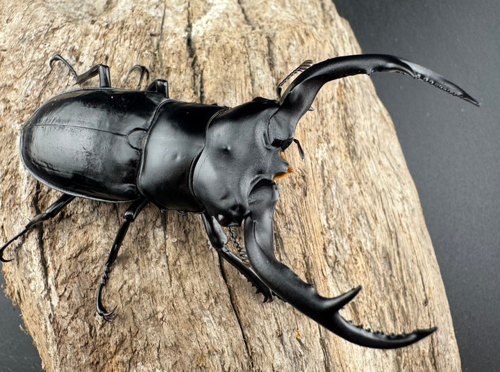 【WD】《ウエストウッディ亜種カズミアエ 雲南省産 76mm ペア》