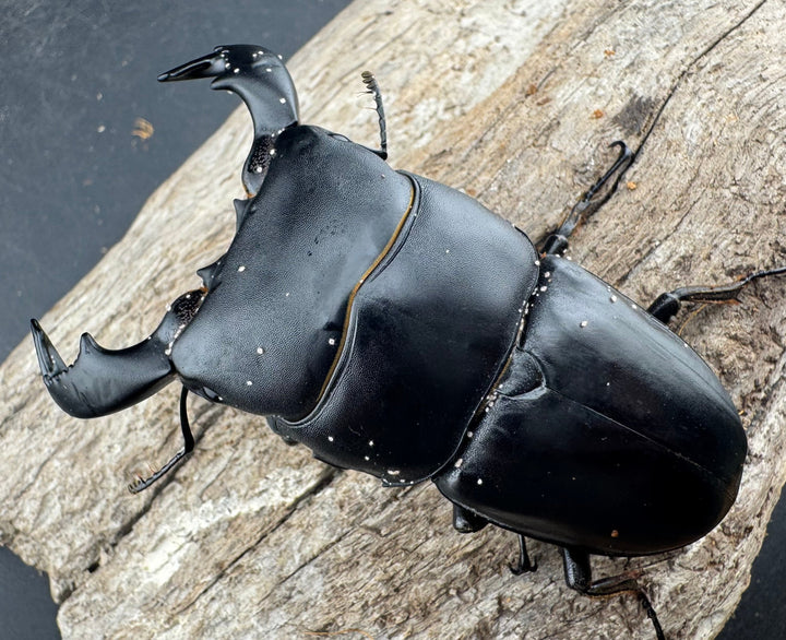 【WD】《ダイオウヒラタ 東ジャワ産 80.5mm ペア》