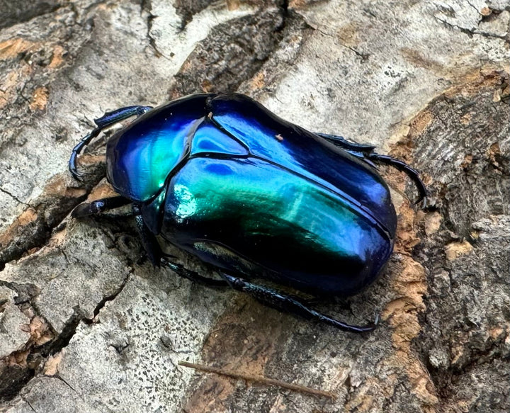 《スペキオーサ・シアノクロラ ペア》②