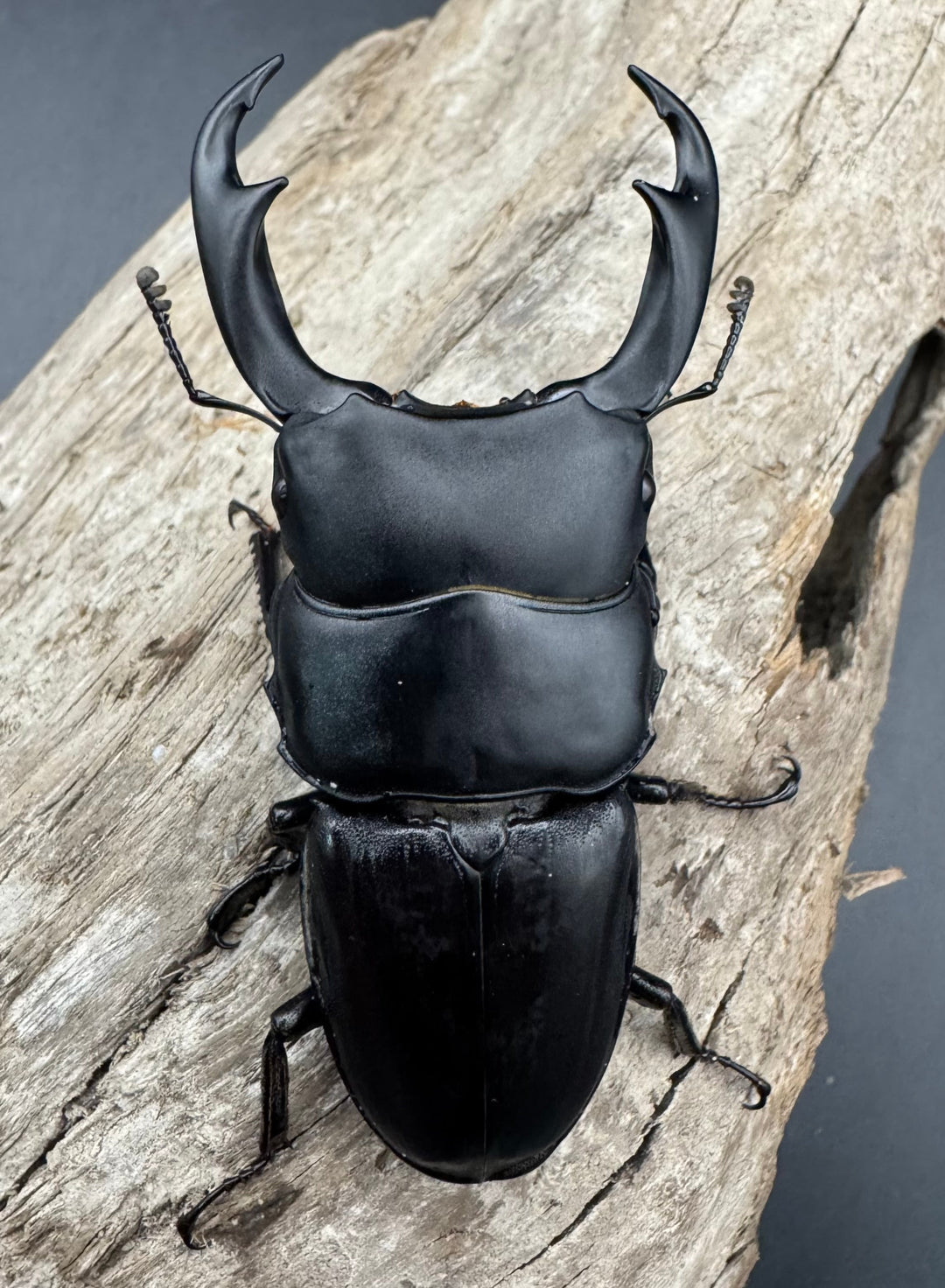 【WD】《パリーオオクワ パロロ パル産 72.5mm ペア》