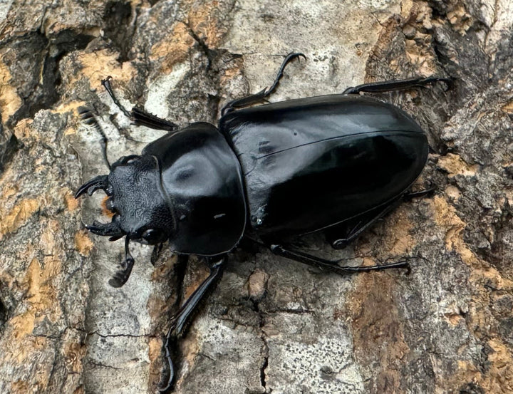 【WD】《コンフキウスノコギリ 広東省産 36.5mm ♀単》