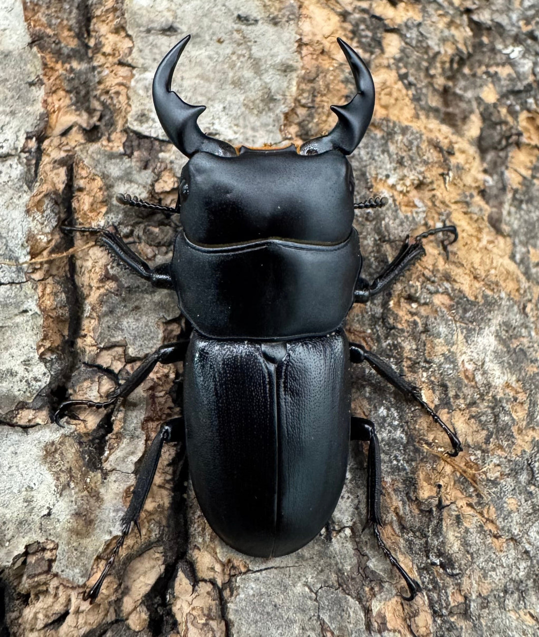 【WD】《ドルクス メンシウス 35.5ｍｍ ペア》