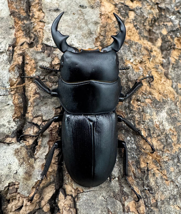 【WD】《ドルクス メンシウス 35.5ｍｍ ペア》