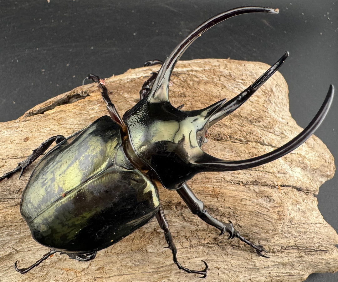 【WD】《ミンダナオアトラスオオカブト マラグサン産 94mm ペア》