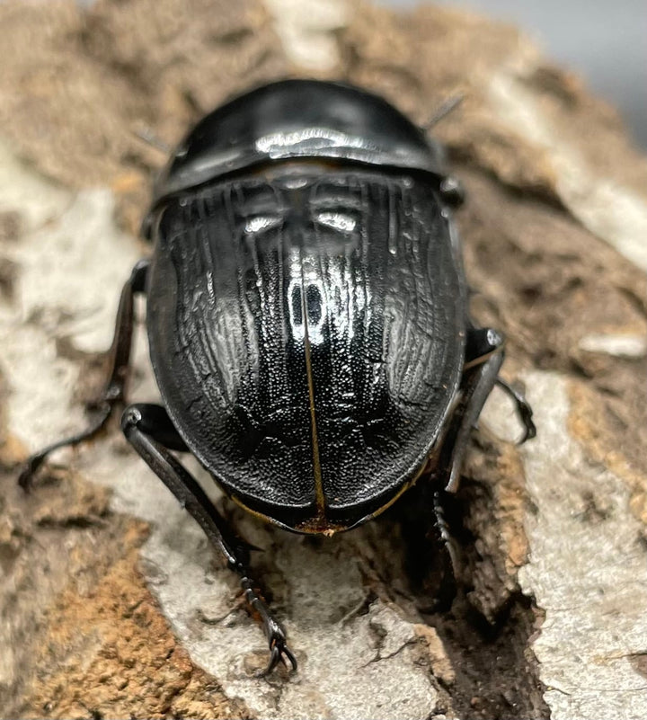 《ホペイオオクワガタ HG血統 75mm ペア》