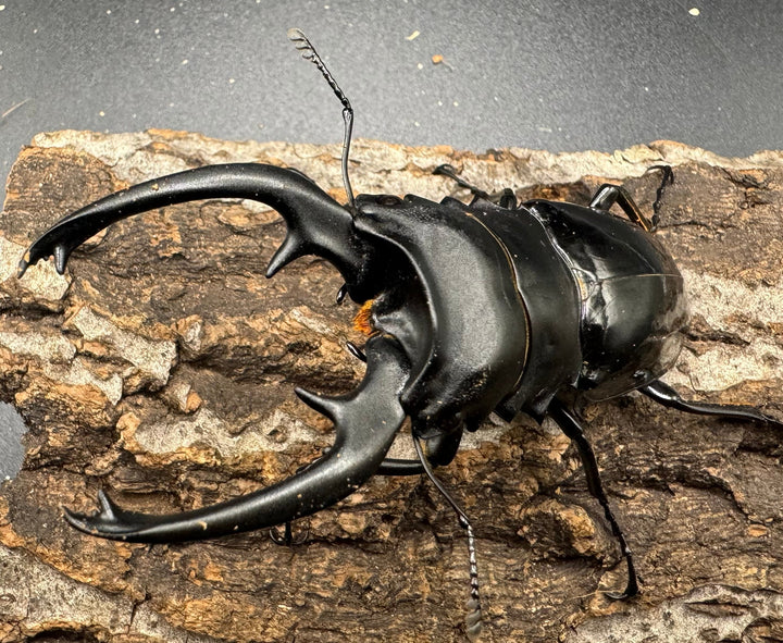 【WD】《インターメディアツヤクワガタ 91.5mm ペア》