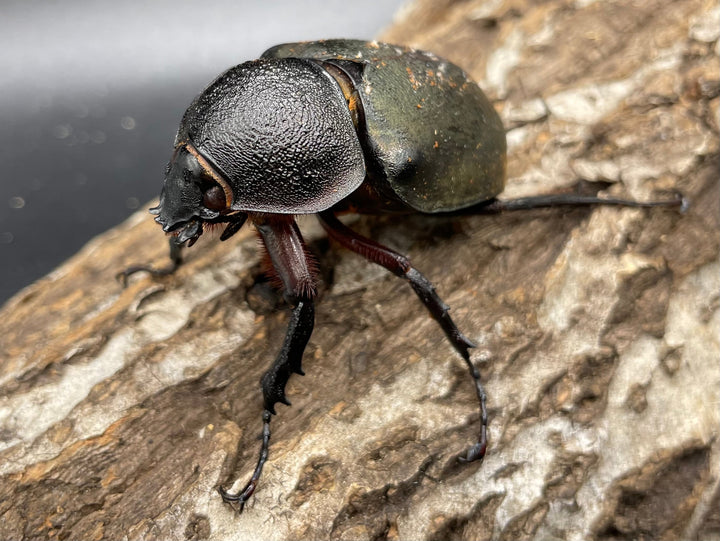 【WD】《ミンダナオアトラスオオカブト 90mmUP ペア》①