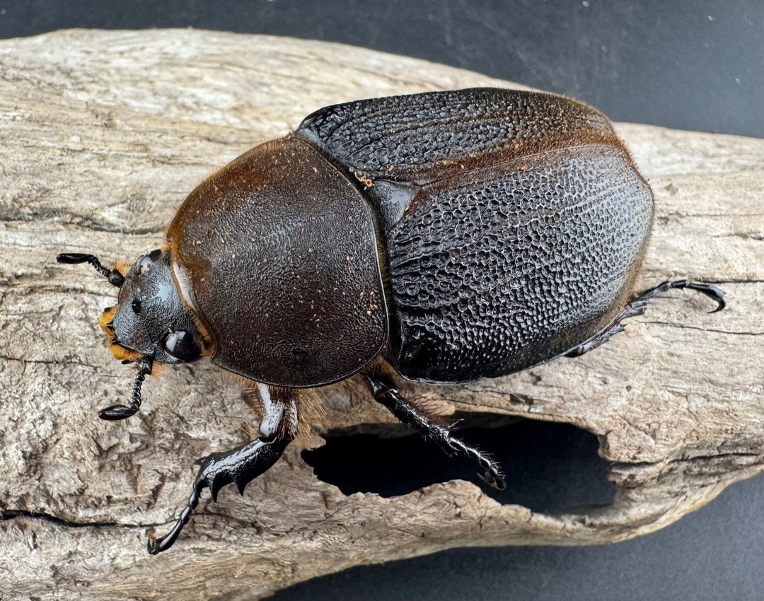 《 ヘラクレス・モリシマイ 煌血統アウトライン 110mm ペア》inohiro109氏ブリード個体