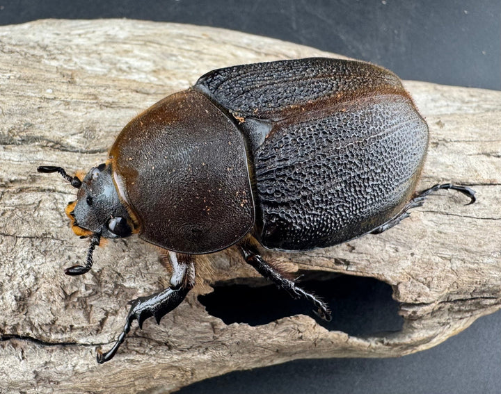 《 ヘラクレス・モリシマイ 煌血統アウトライン 110mm ペア》inohiro109氏ブリード個体