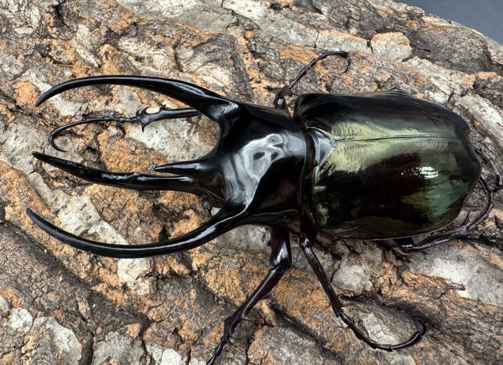 【WD】《ジャワコーカサスオオカブト 108mm ペア》