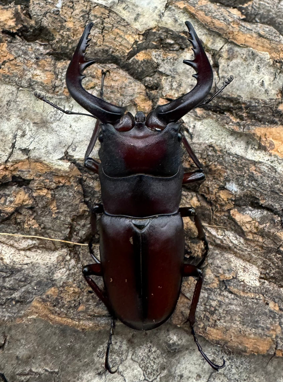 【WD】《ノコギリクワガタ 伊豆大島産 61mm ペア》