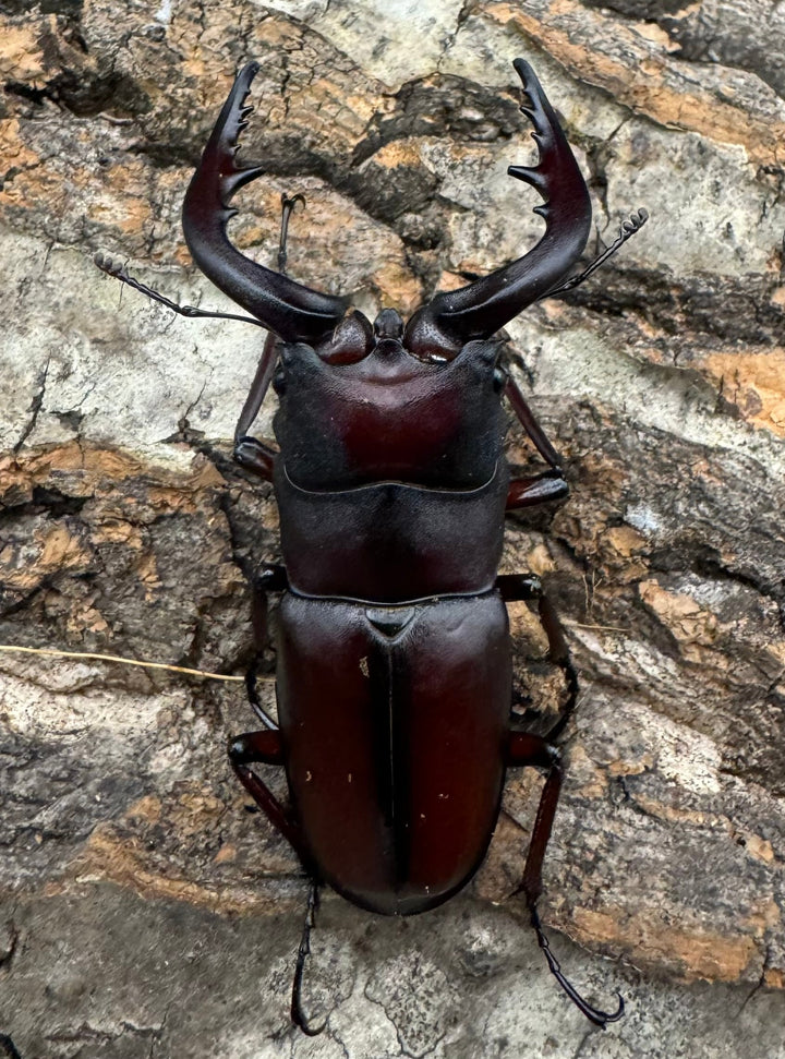 【WD】《ノコギリクワガタ 伊豆大島産 61mm ペア》