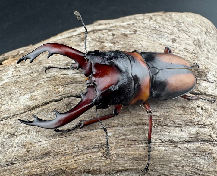 《ミラビリスノコギリクワガタ 64.5mm ♂単》②