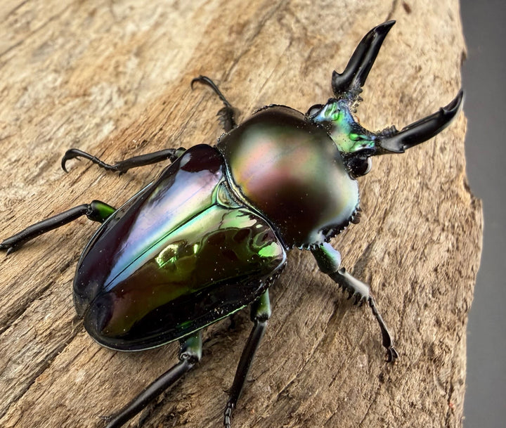 《ニジイロクワガタ Free ♂単》