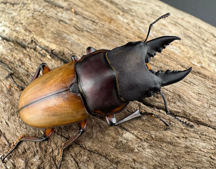 【WD】《ラテラリスノコギリ亜種バヤニー 41.5mm ペア》