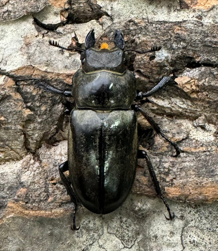 【WD】《クラーツミヤマ原名亜種 57mm ペア》