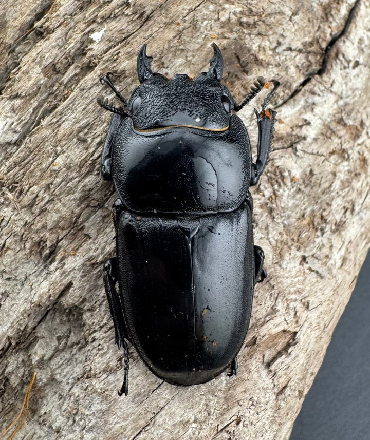 【WD】《パラワンオオヒラタ 95mm ペア》