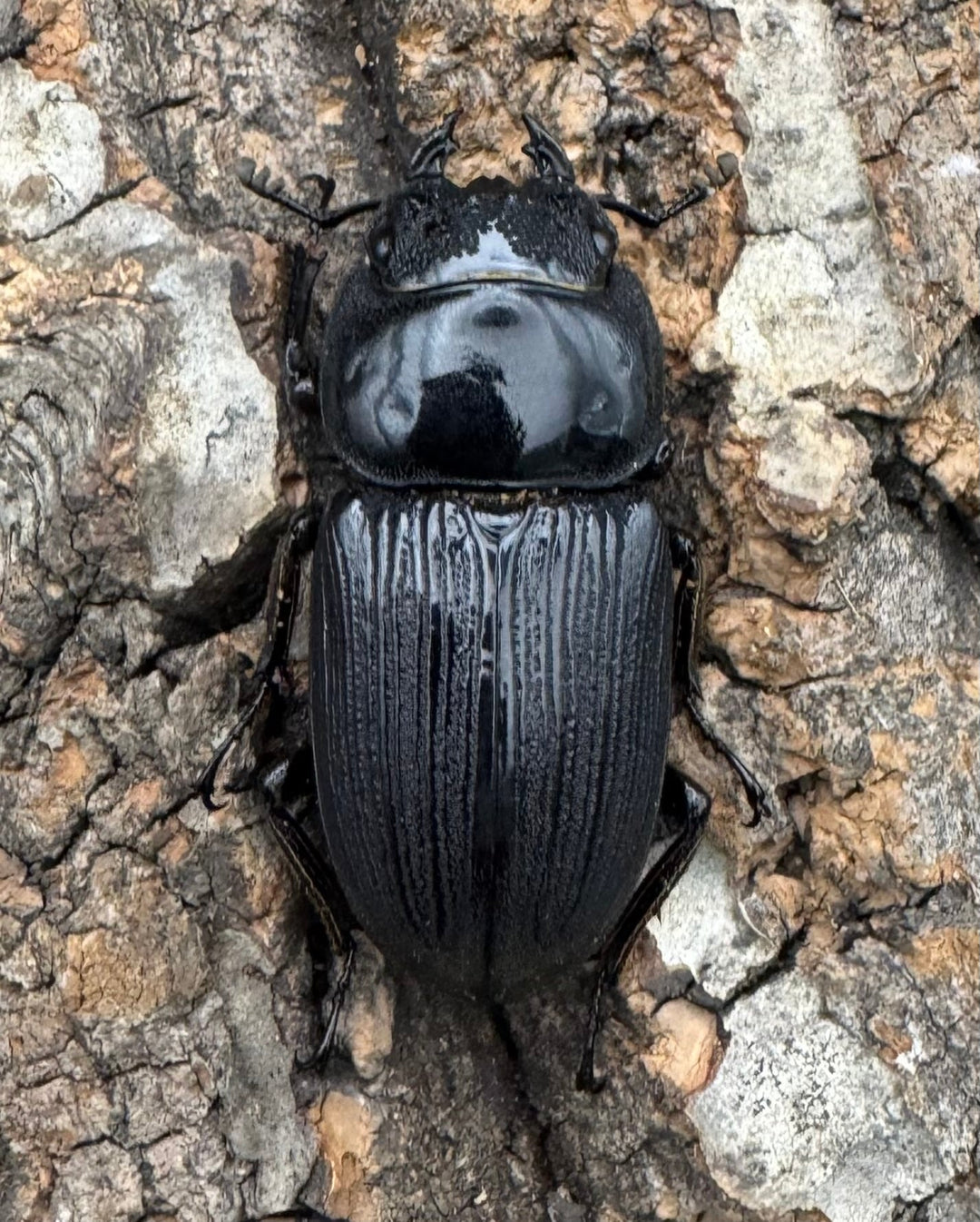 【WD】《ミンダナオパリーオオクワ 66mm ペア》