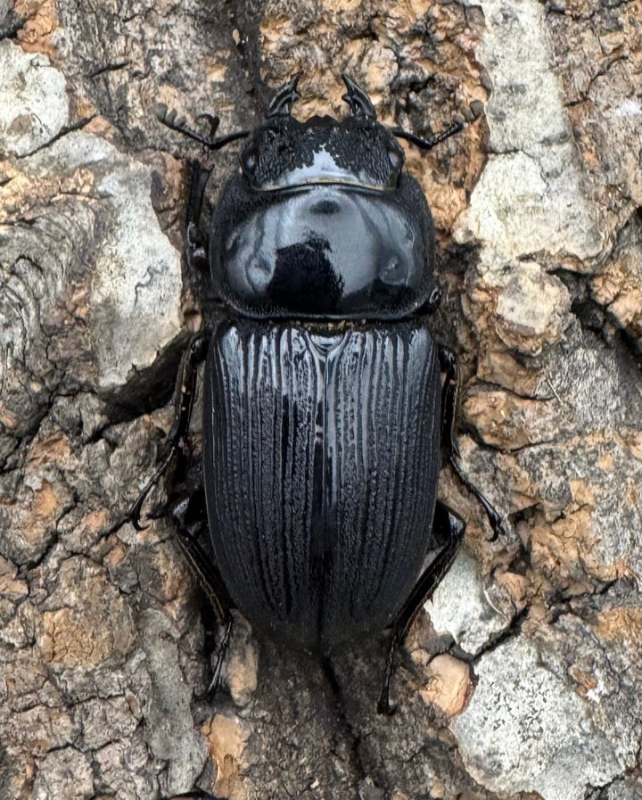 【WD】《ミンダナオパリーオオクワ 66mm ペア》