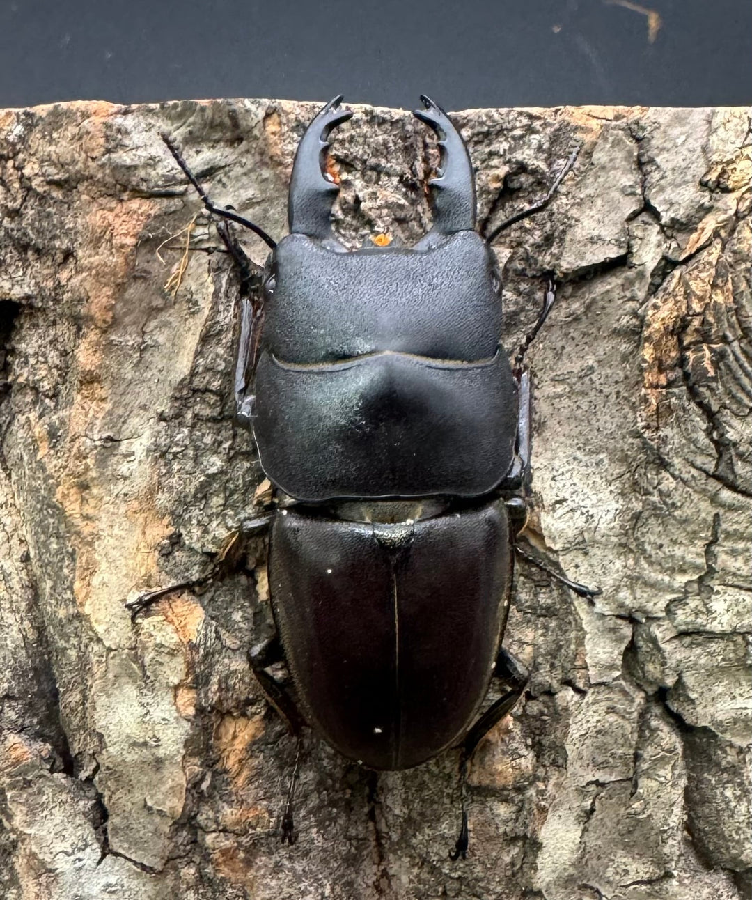 特別特価!!【WD】《タウルスヒラタ ミンダナオ産 ペア》