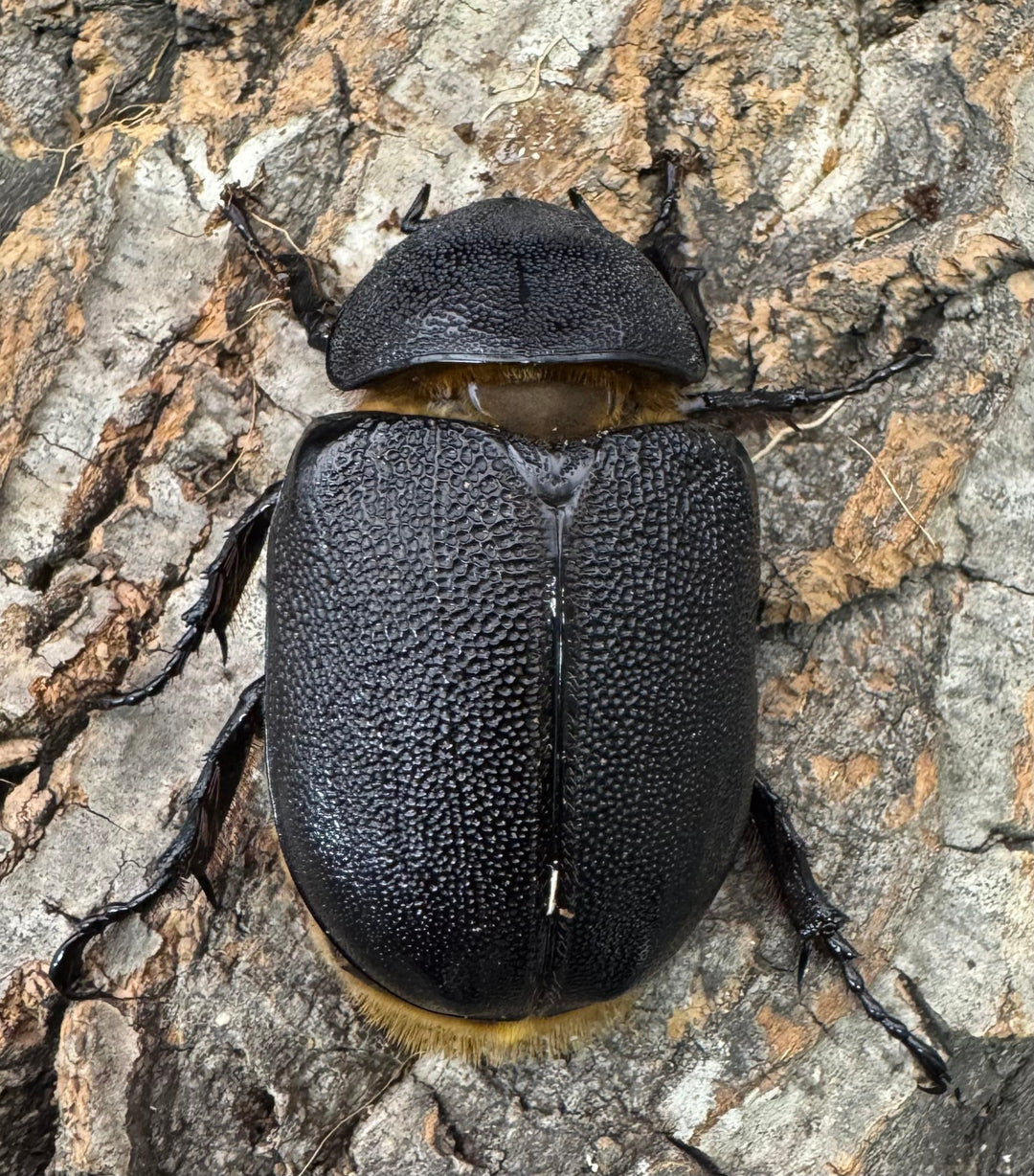 即ブリ《サタンオオカブト 83mm ペア》①