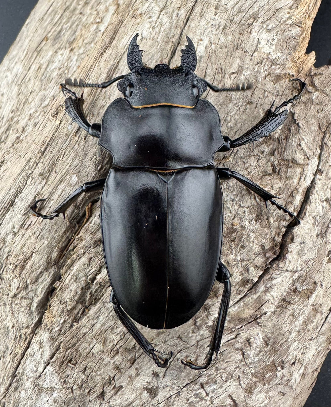 【WD】《アルケスツヤクワガタ 85mm ペア》