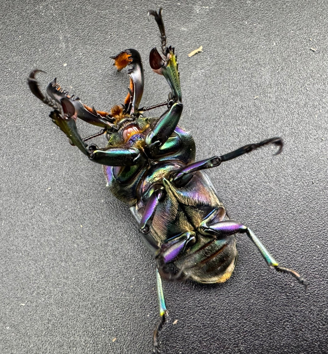 《パプアキンイロクワガタ 39mm ペア》