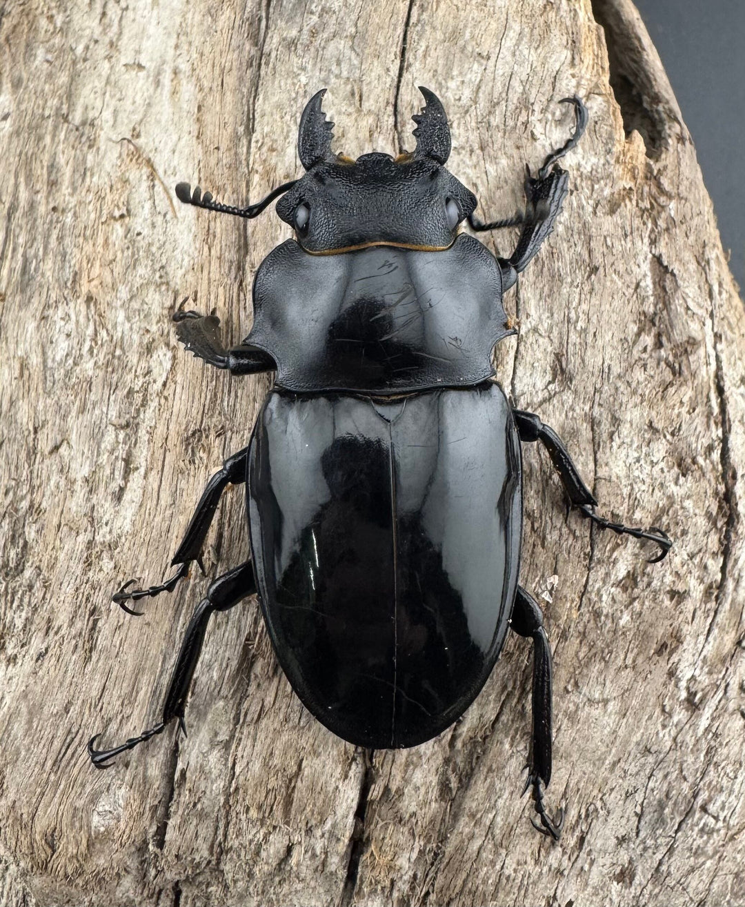 【WD】良型《インターメディアツヤクワガタ バタラザ産 92mm ペア》