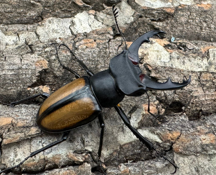 【WD】《パリーミヤマクワガタ 40mm ペア》