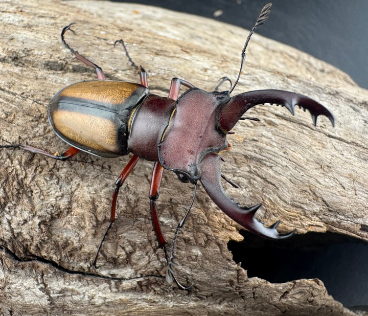 【WD】《ラエトゥスミヤマクワガタ 43mm ペア》