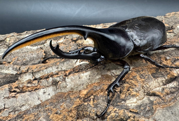 《ヘラクレス・ヘラクレス 125mm ペア》