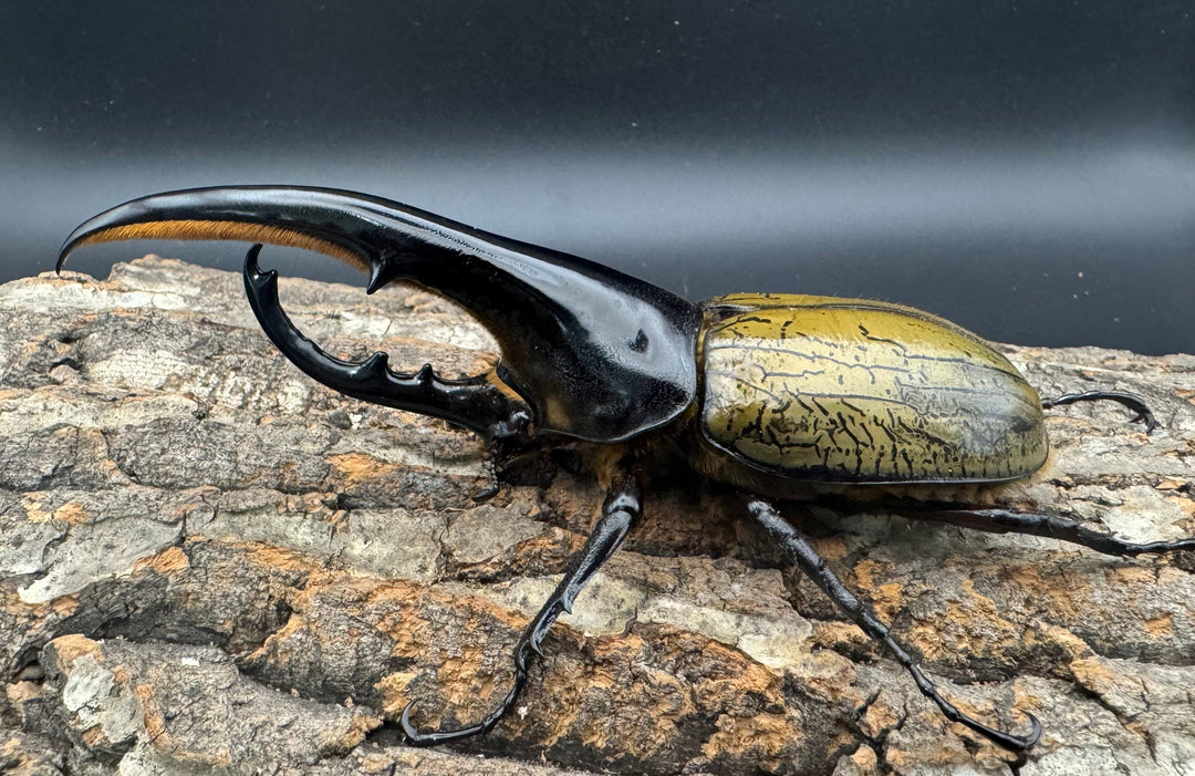 《ヘラクレス・ヘラクレス 143mm ペア》