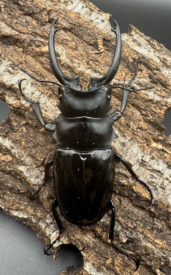 【WD】《ダールマンツヤクワガタ亜種celebensis 83mm ペア》