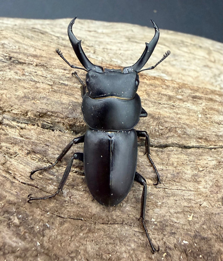 【F0】《コクワガタ 対馬産 35mm ♂♀♀トリオ》