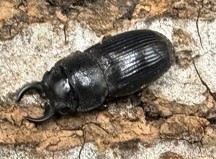 【標本用】【WD】《プレアンガーネブト Free ♀星ペア》