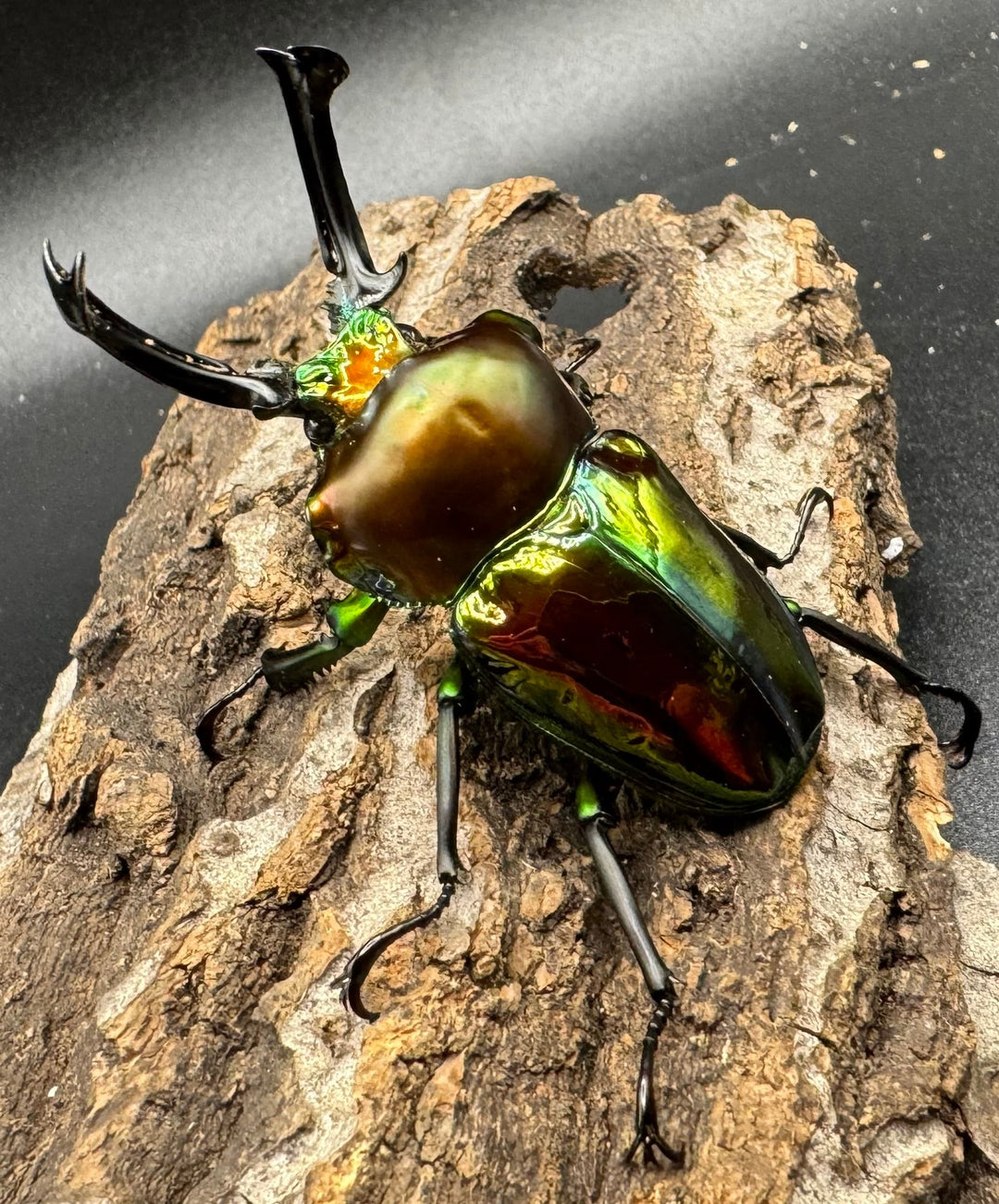 《ニジイロクワガタ 59mm ペア》